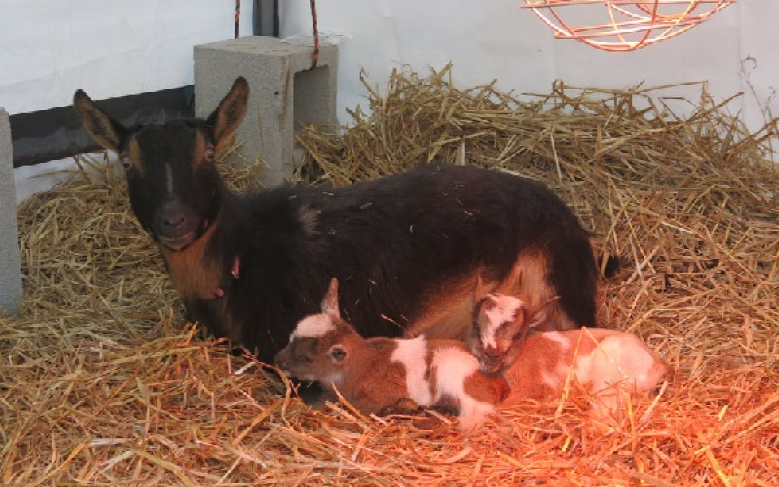 Fear as goat allegedly gives birth to half-human in Kwara