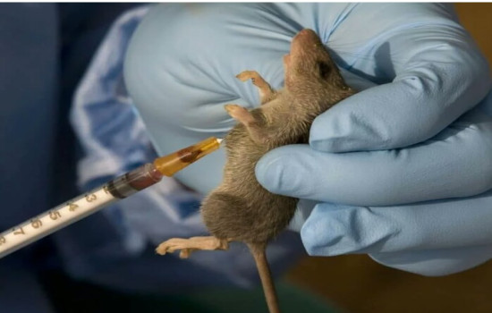 NCDC Raises Concern in Increase in Lassa Fever